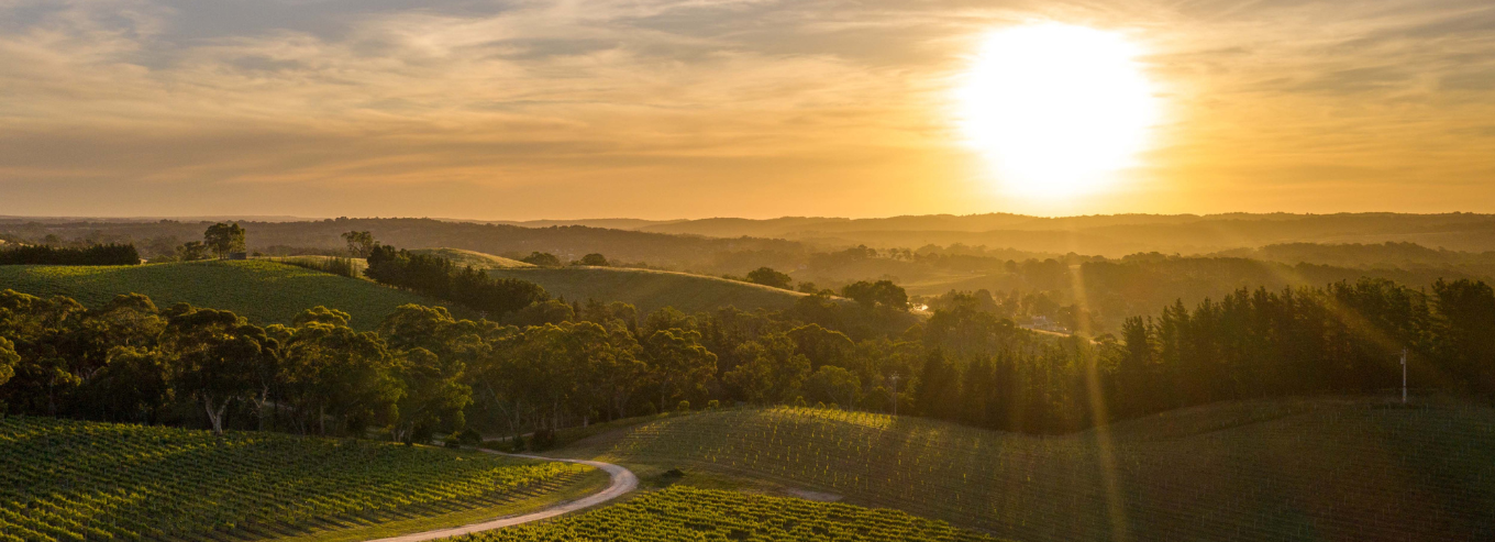 The Lane Vineyard